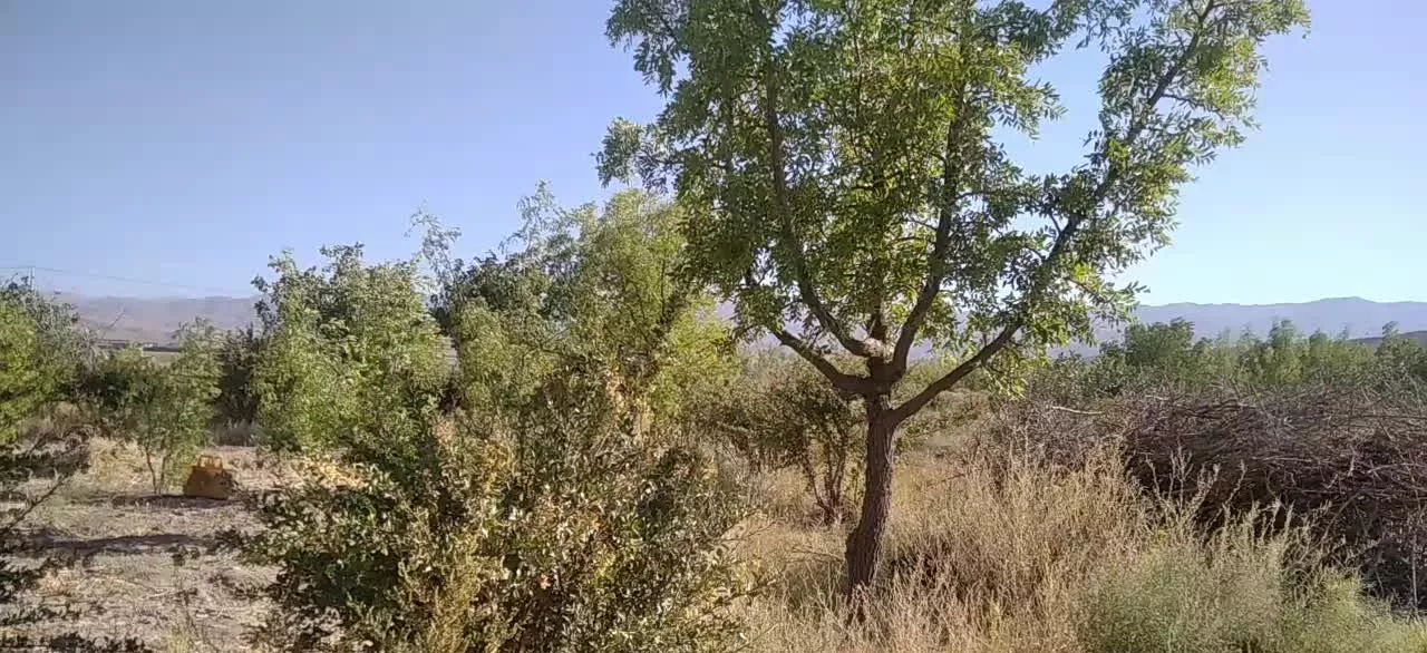 باغ نزدیک چاه عبدالرحیم به فروش میرود.