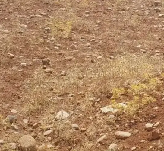 زمین فروشی شهرک رزمندگان