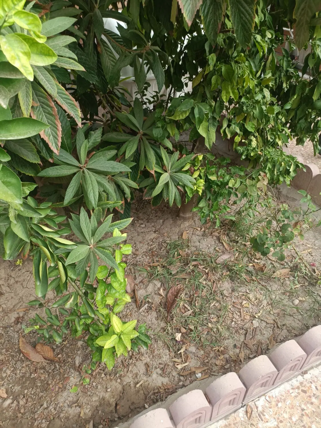 فروش زمین باغ انگور