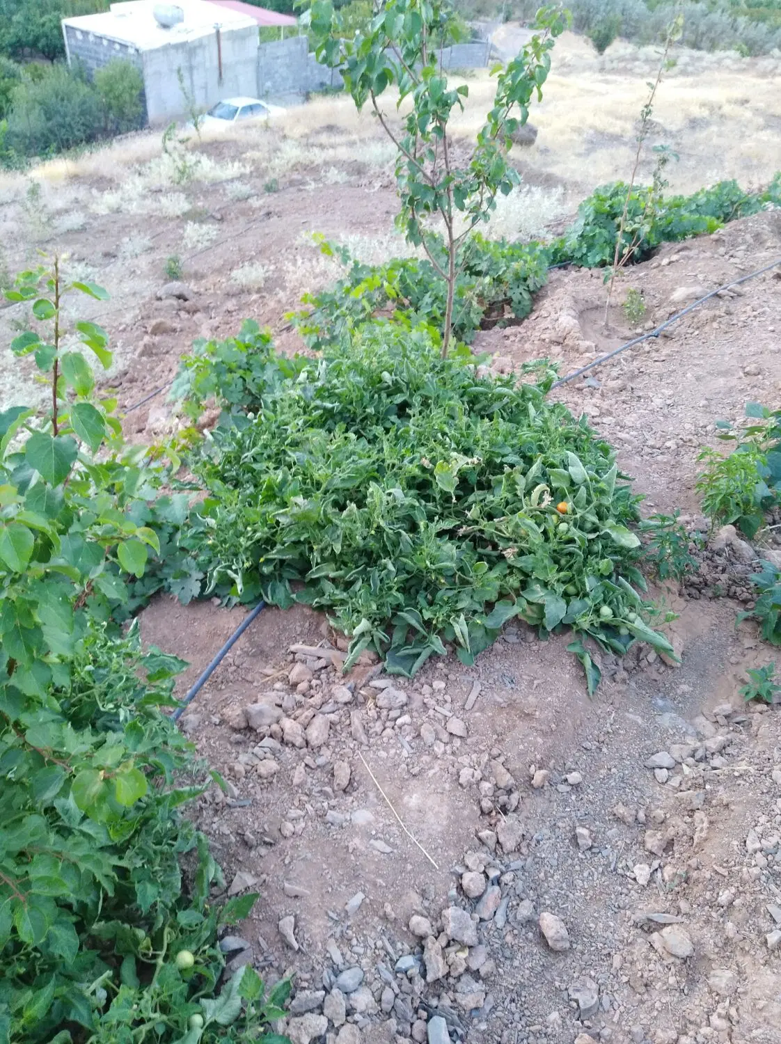 باغ باباریز