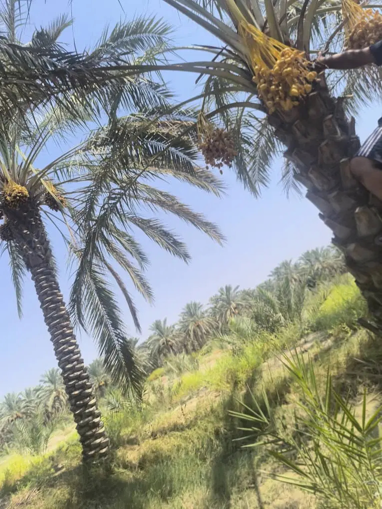 فروش زمین مسکونی ۱۵۰ متری سند دار تنگ سوم