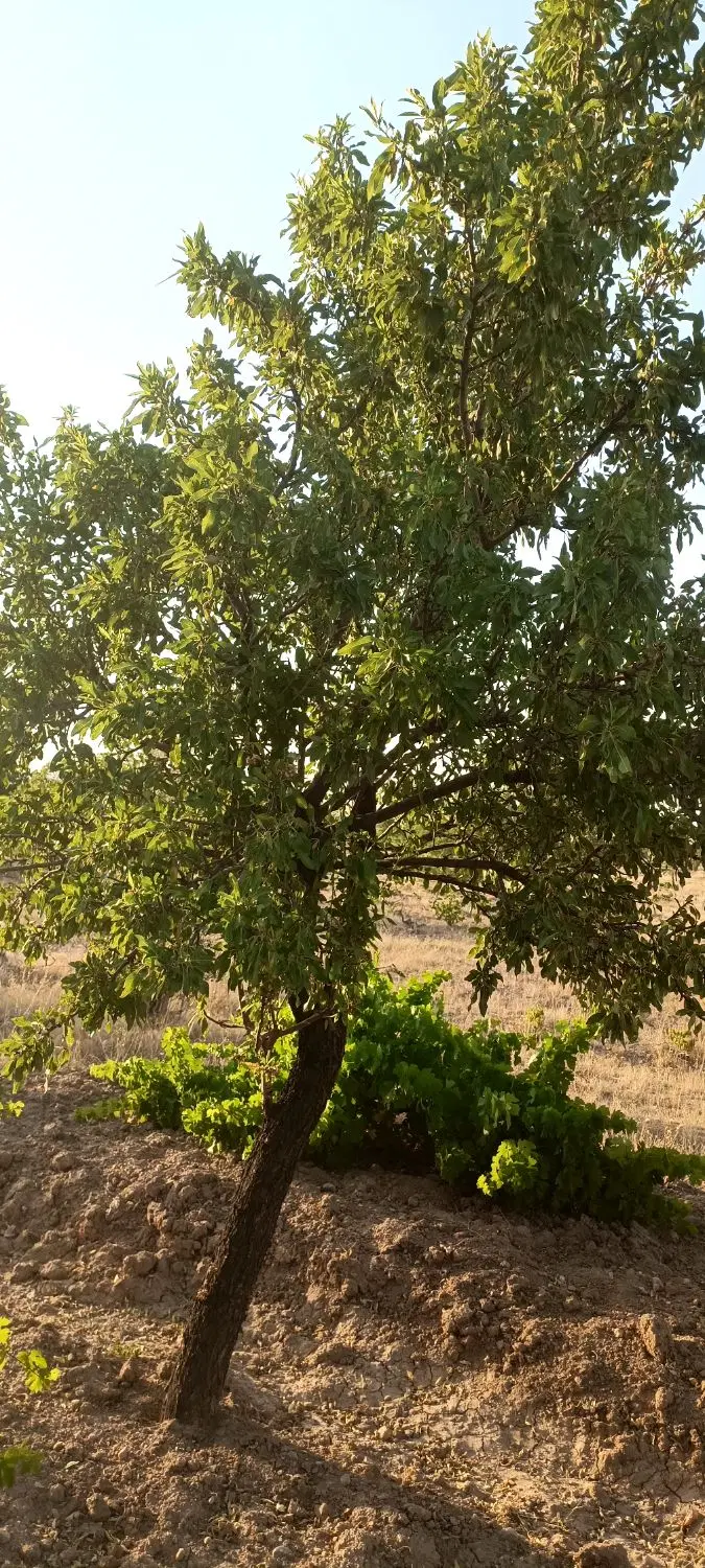 باغ انگور و بادام