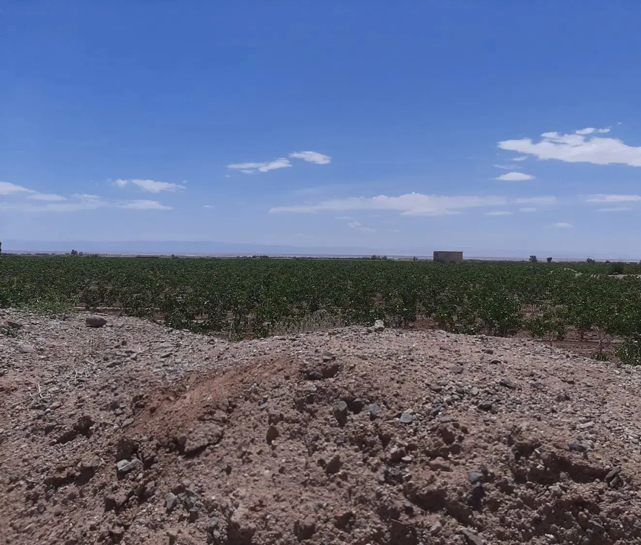 زمین کشاورزی پسته