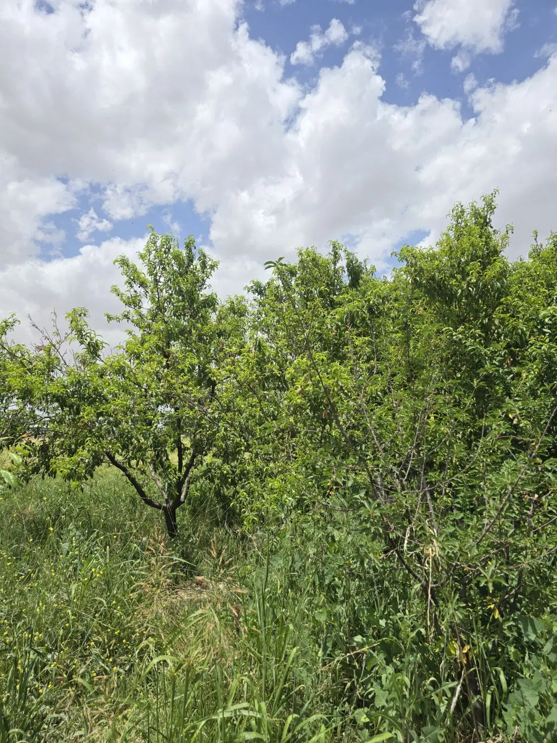 فروش یک قطعه زمین باغی
