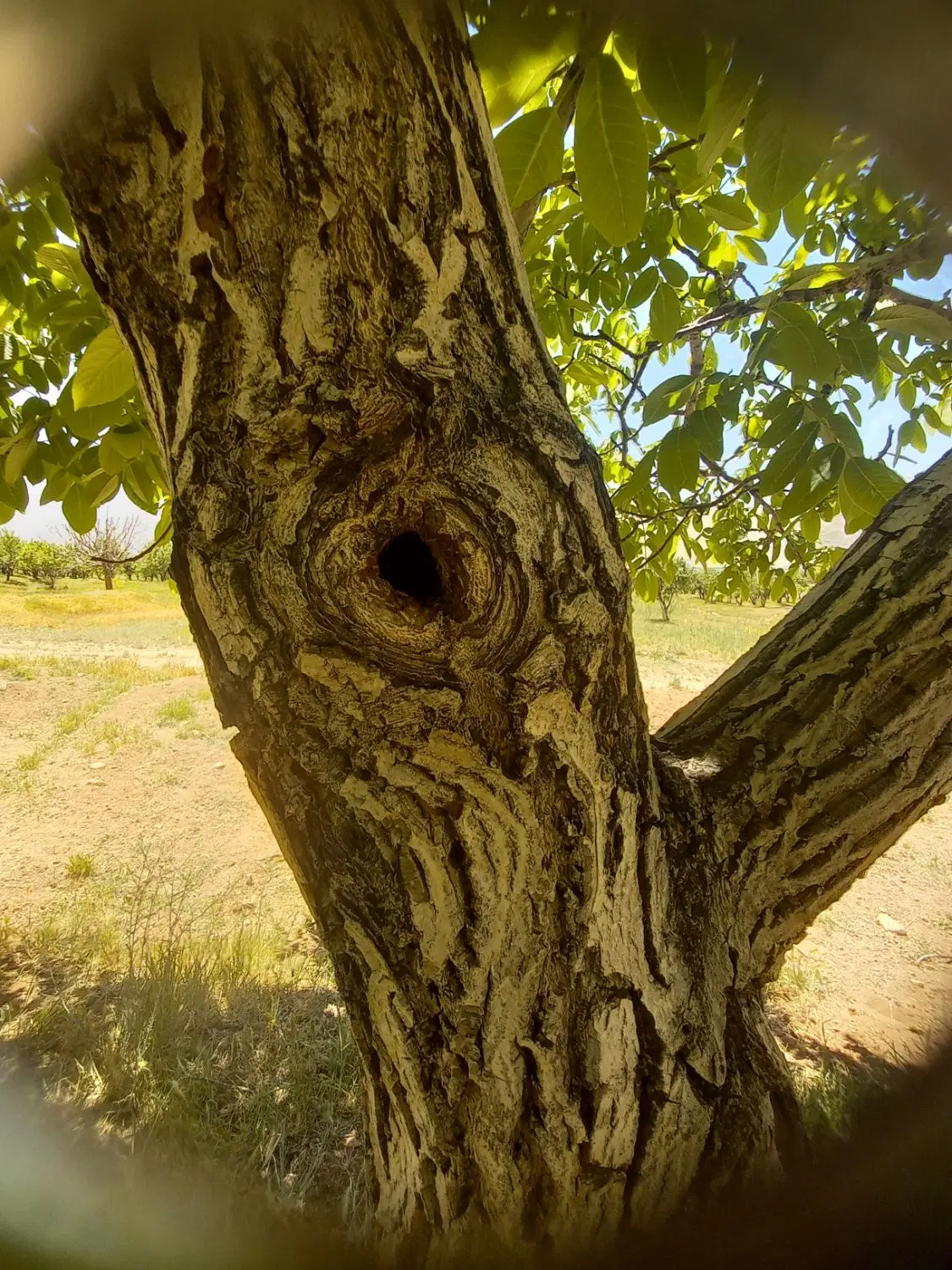 زمین کشاورزی ب مساحت ۱۴۰ جریب و ۶دانگ چاه اب