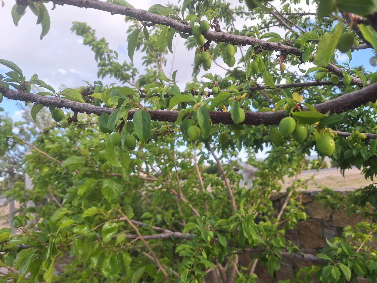 باغ انگوری ودختی نمازگاه ارزانتر از همه جا