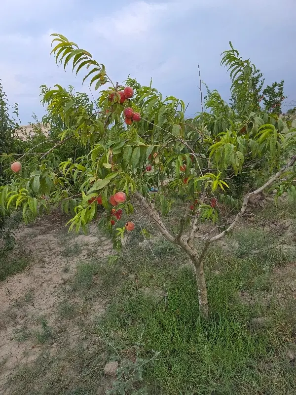 باغ جهت ساخت ویلا