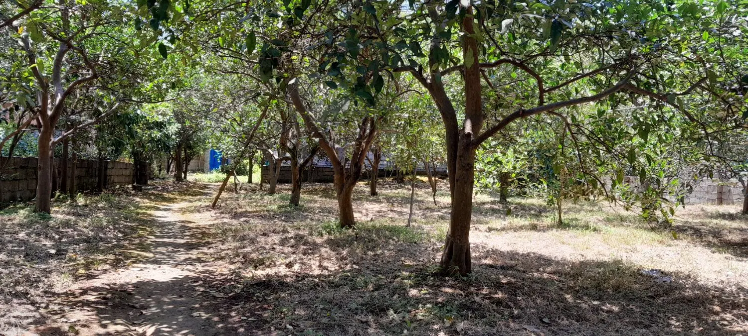کاشانی پردیس