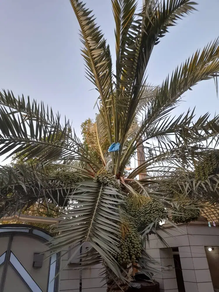 فروش ورهن اجاره خانه مسکونی وتجاری