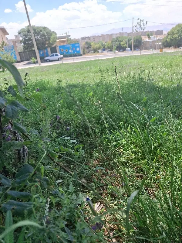 جوانی جمعیت