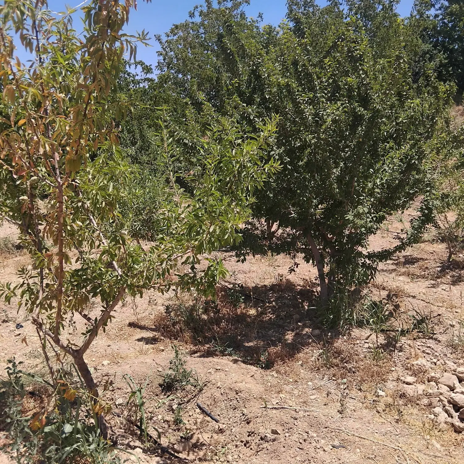 زمین کشاورزی لب جاده.