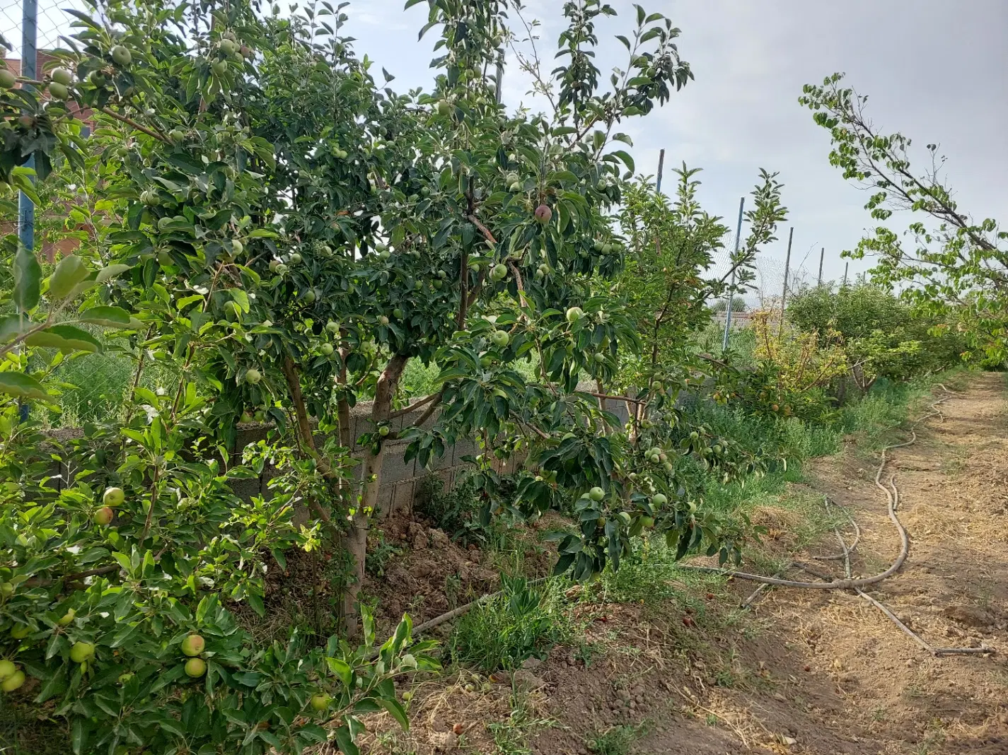 باغ فروشی ۲۵۰۰ متر بسطام خیابان زیارتگاه سی سر