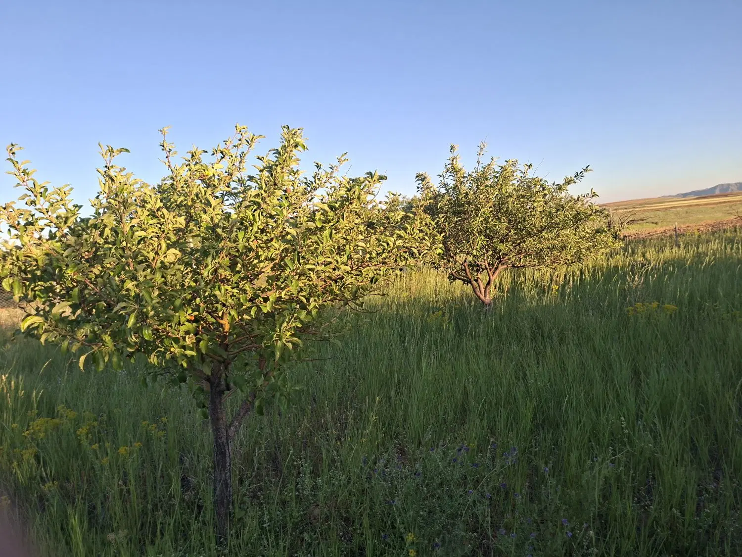 باغ ویلایی