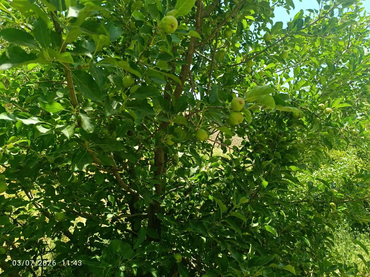 باغ یاسوج در جاده شیراز