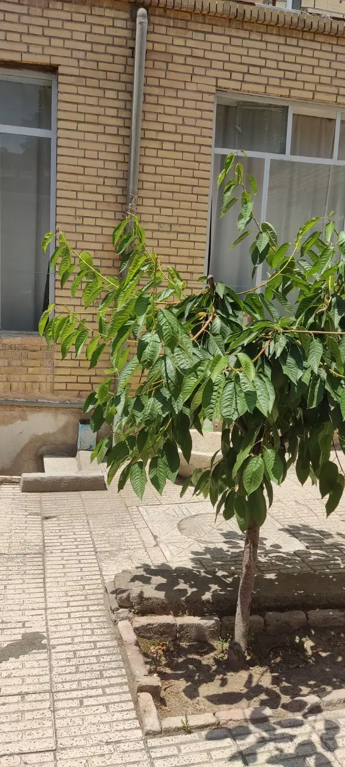 حیاط ۱۴۳ متر چوبی سند سه دانگ امتیاز کامل۶ میلیارد