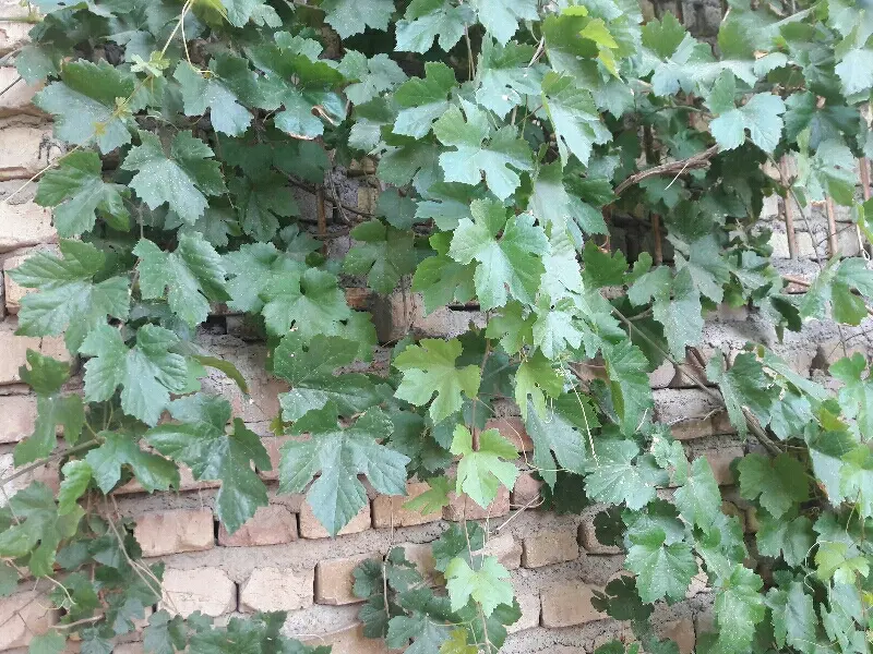 باغ دربند آستانه