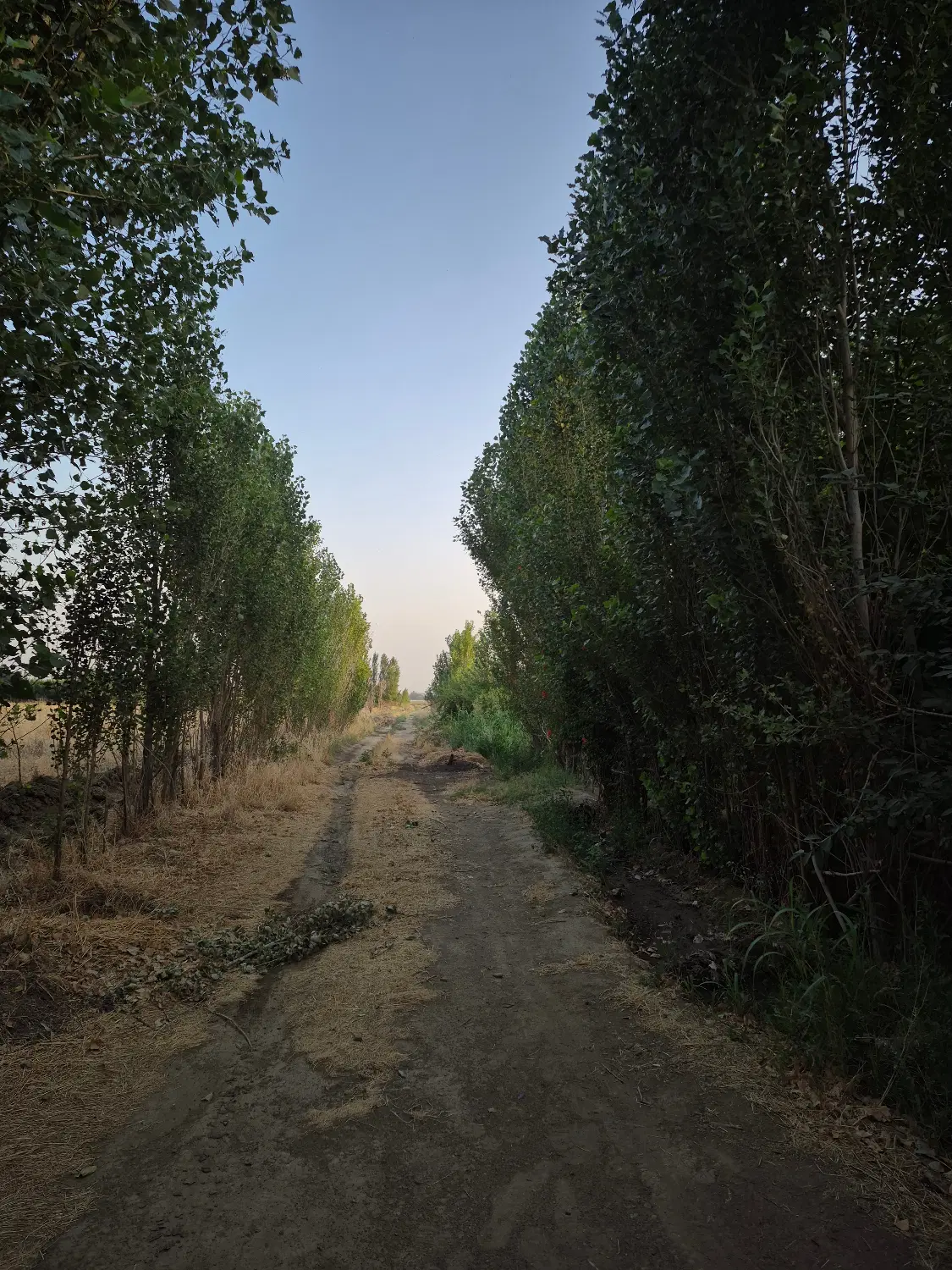 زمین