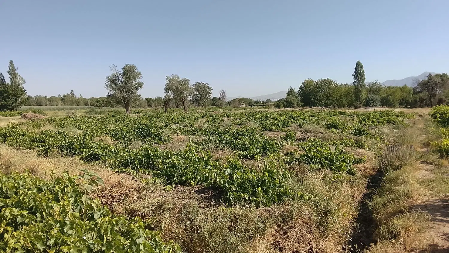باغ انگور