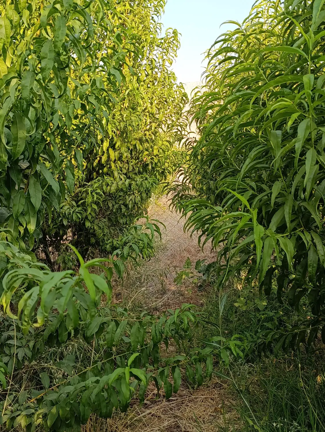 باغ مثمر ۷۰۰ متر