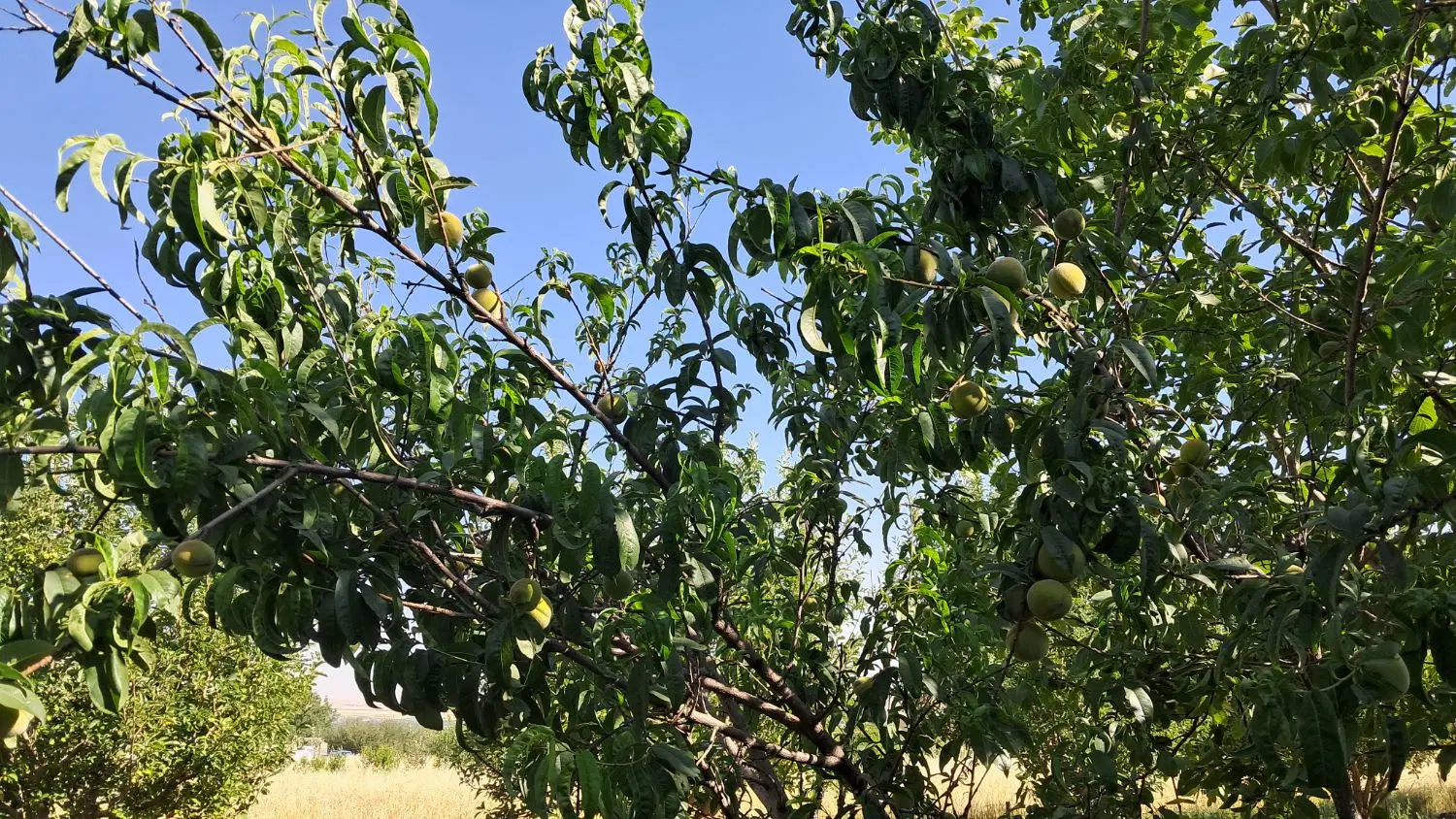 باغ سیب وگردو