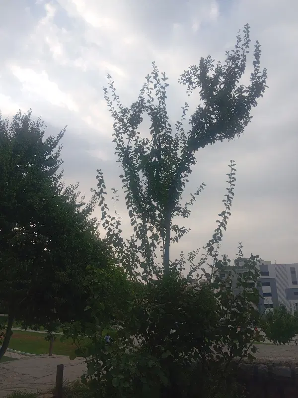 اجاره گاراژ و مغازه چوبفروشان