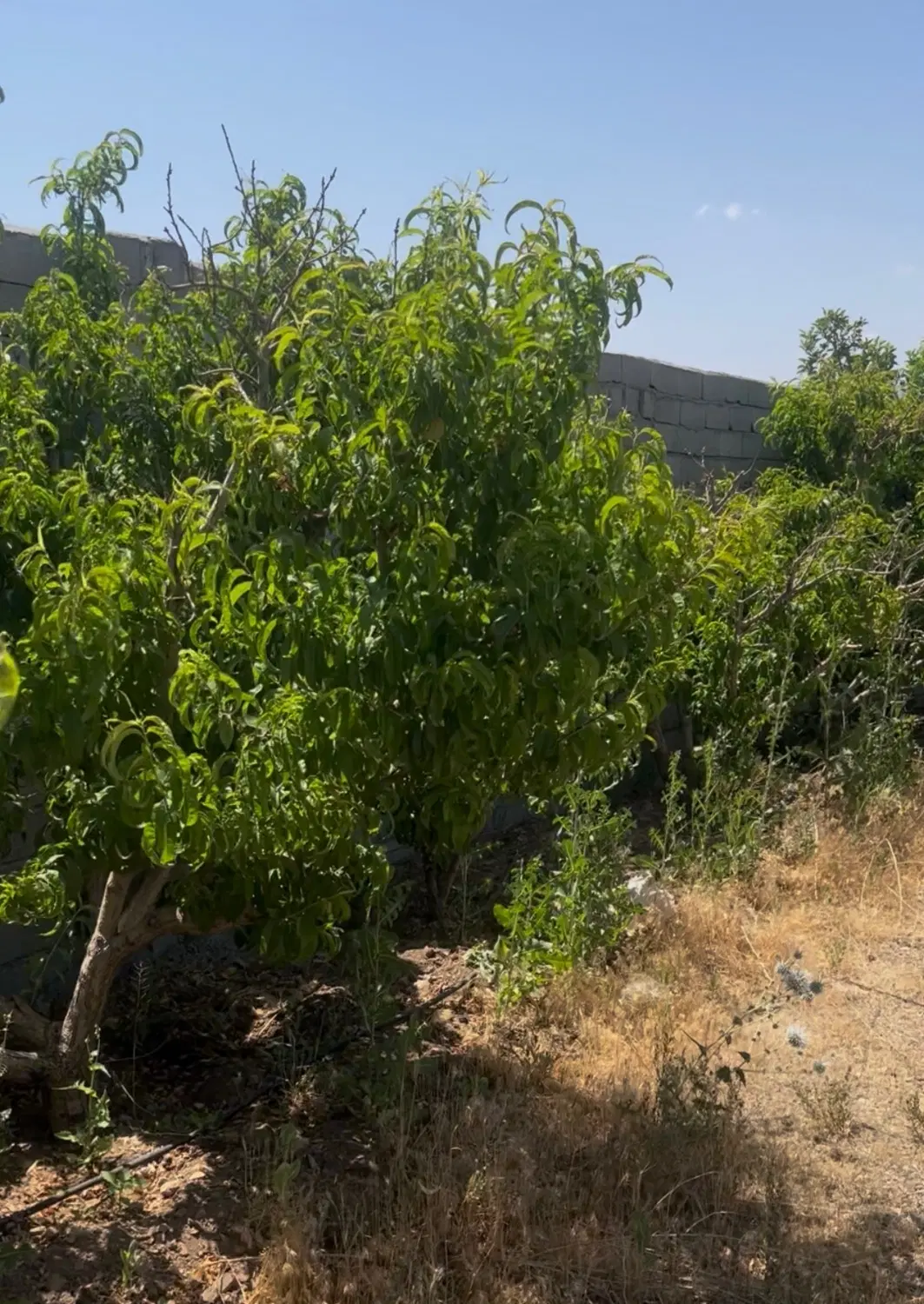 باغ ۳۶۵ متر با درختهای هلو و سیب( جابان-دماوند)
