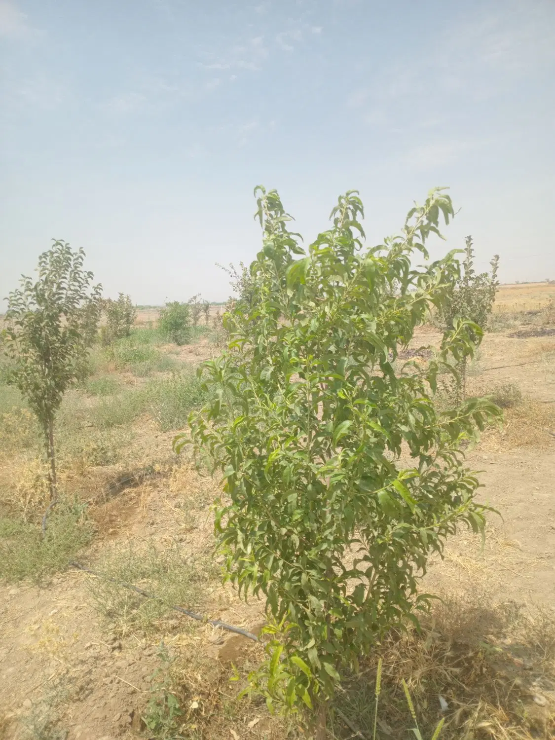 باغ با برق اب