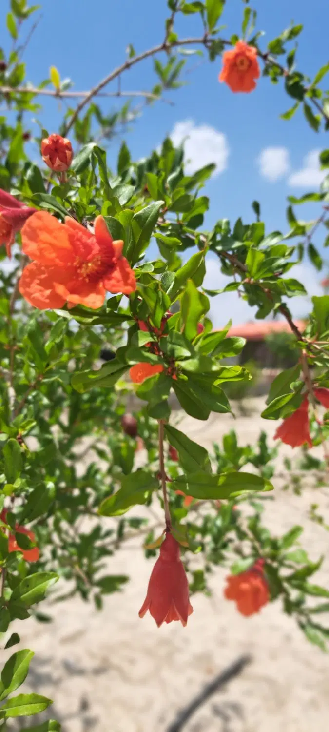 باغ۱۱۶۸متری حسین آباد