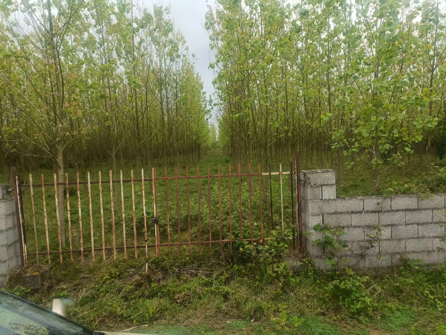 زمین 1000متری مستطیل شکل