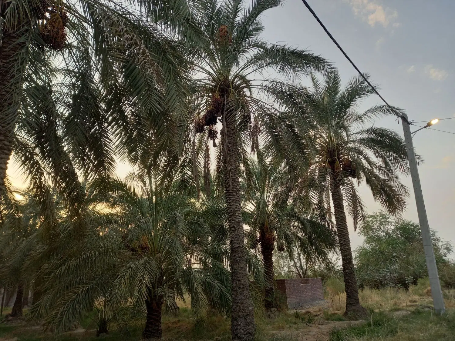 فروش باغ خرما