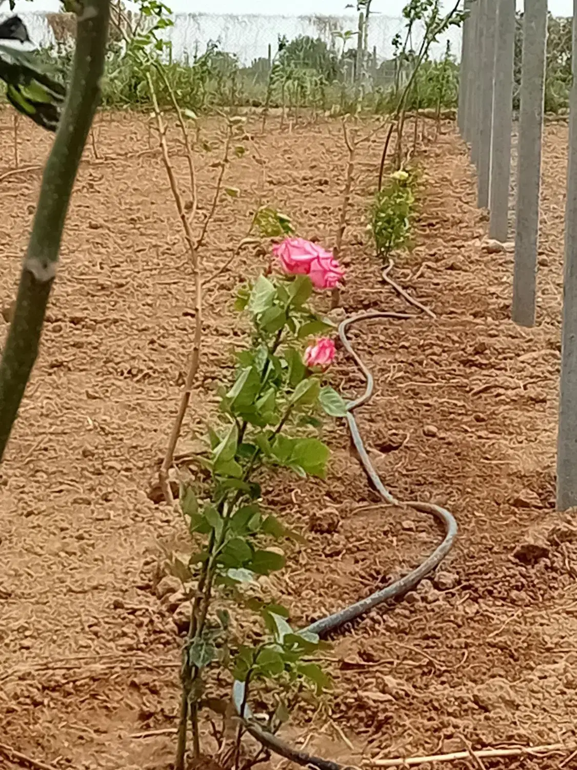 فروش باغچه درتاکستان