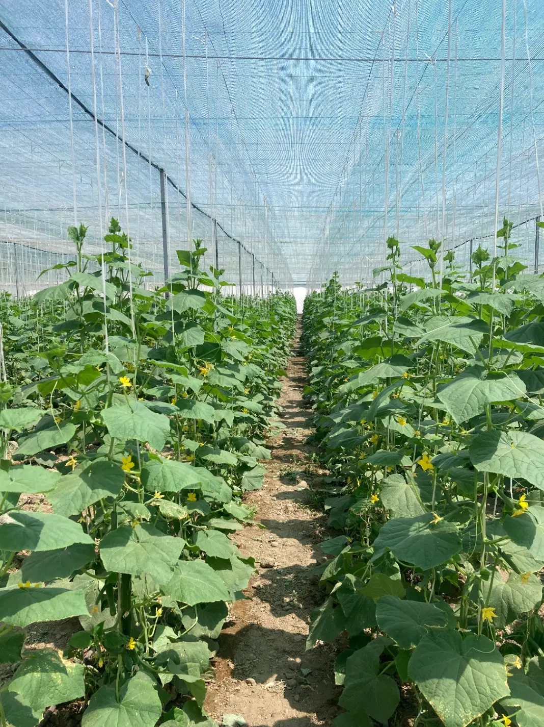 اجاره ۵هکتار زمین کشاورزی قطره ای با۱_۳هکتارگلخانه