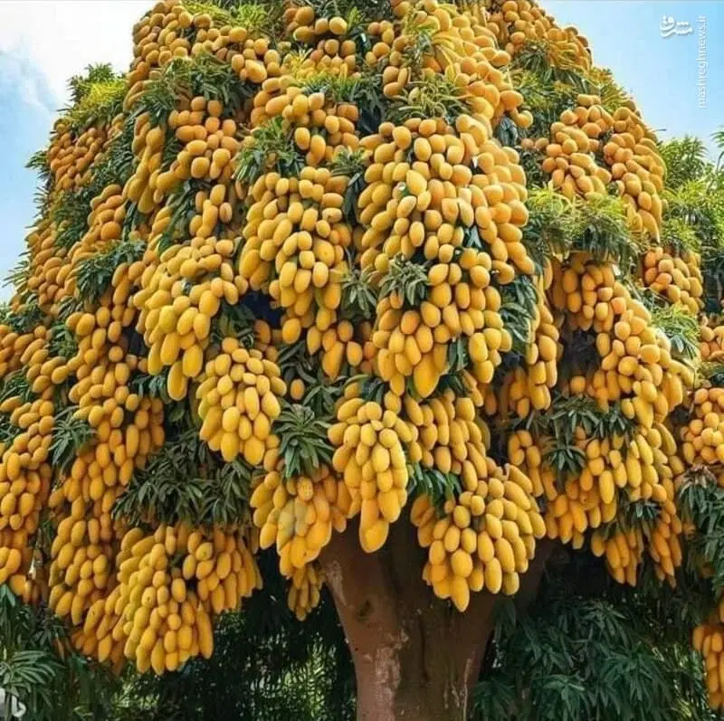 باغ میوه عقیل آبادو زمین زراعی