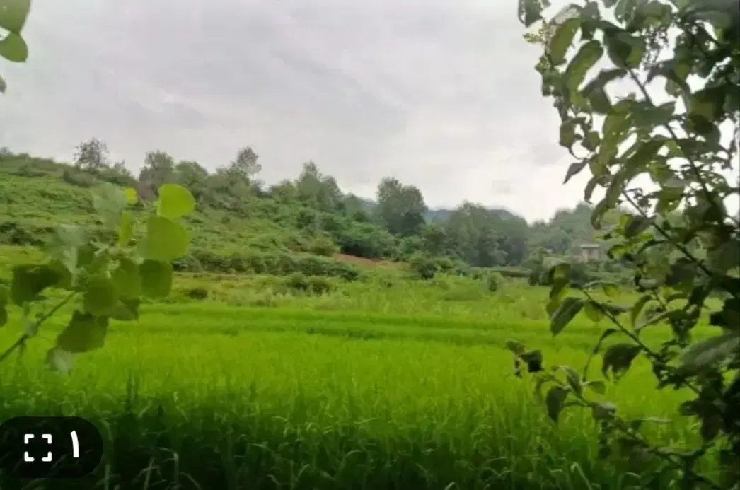 زمین شالی