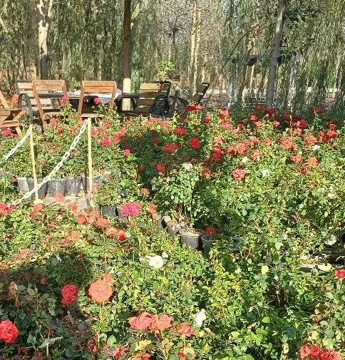 تجربه لوکس فراتر از انتظار آسایش مطلق