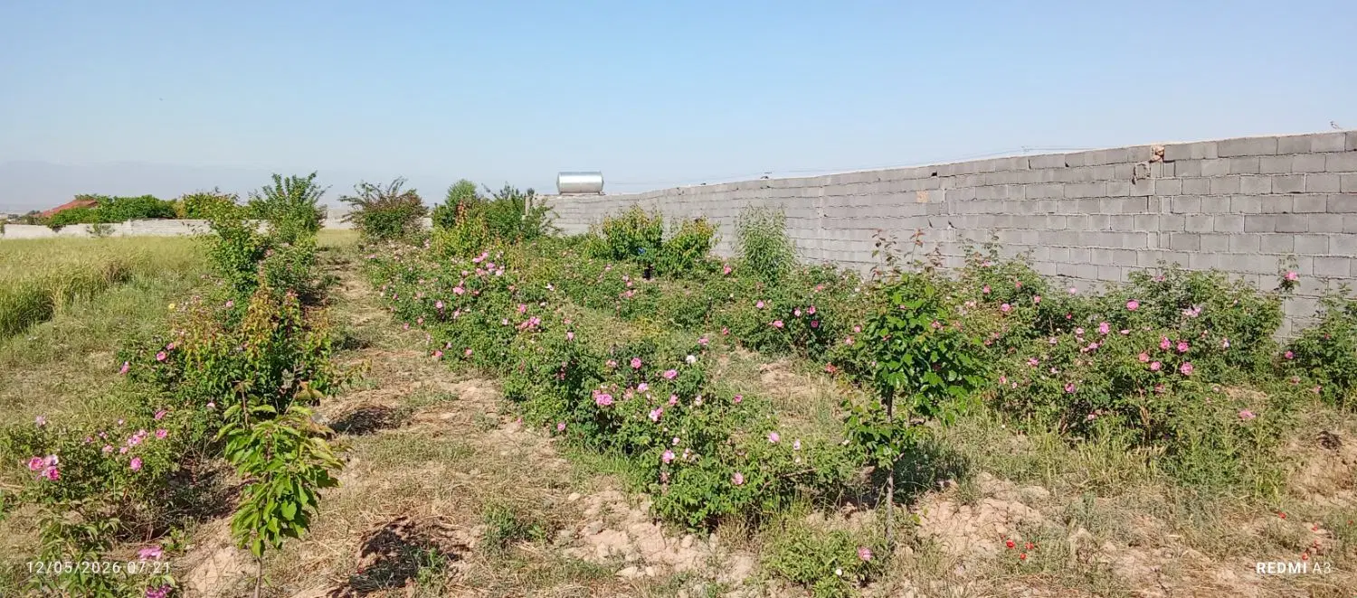 زمین 815متر گل محمدی