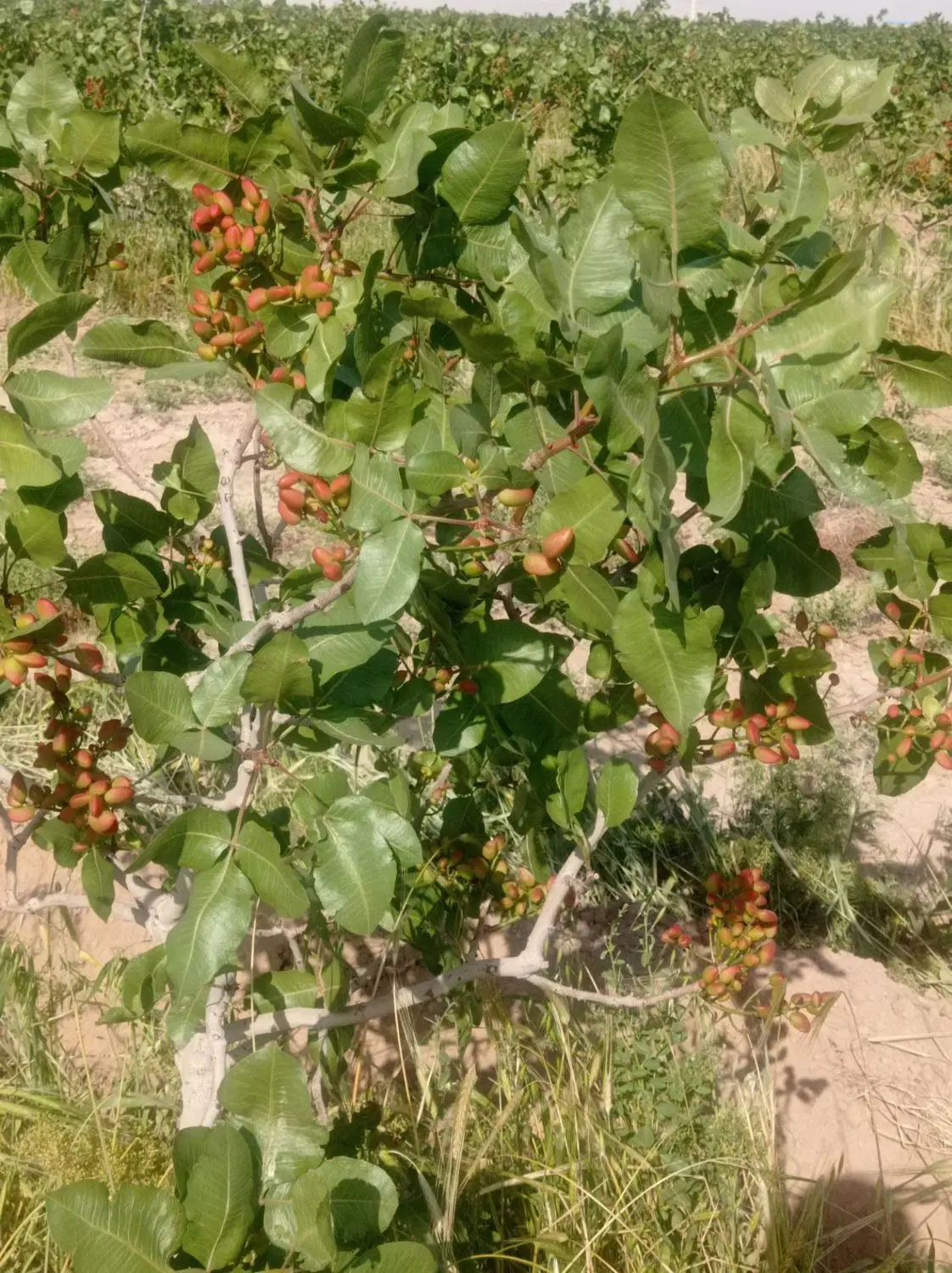 باغ پسته و زمین کشاورزی ورامین
