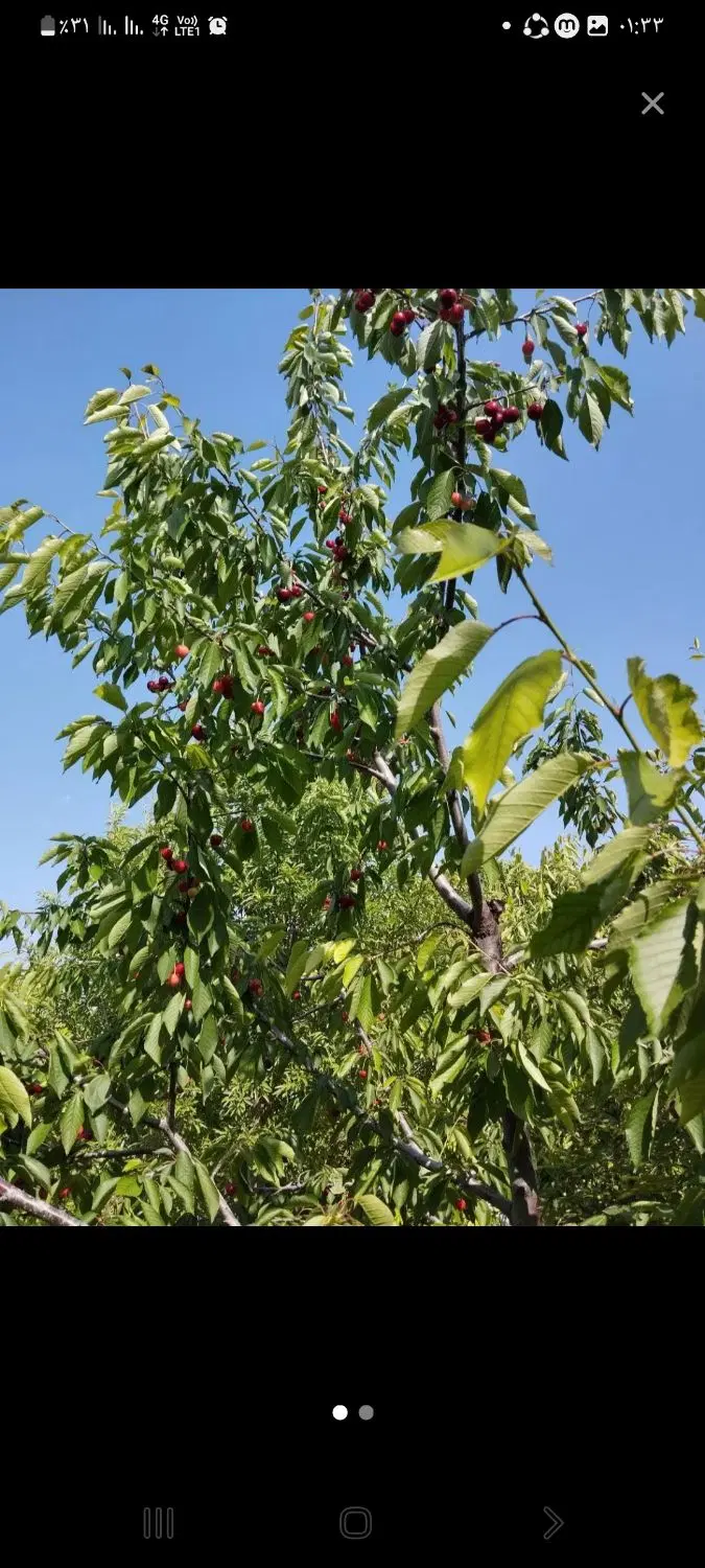 اجاره دادن باغ گیلاس