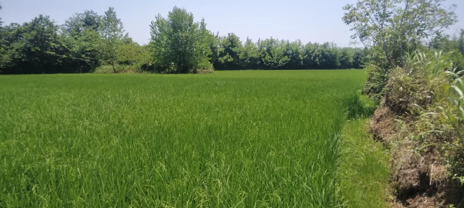زمین کشاورزی