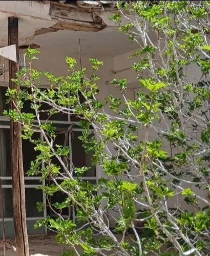 خانه قدیمی،کلنگی