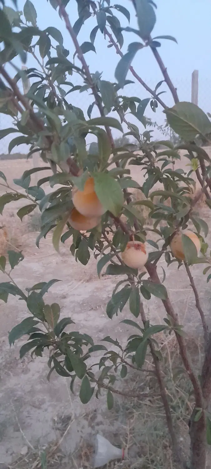 باغچه.