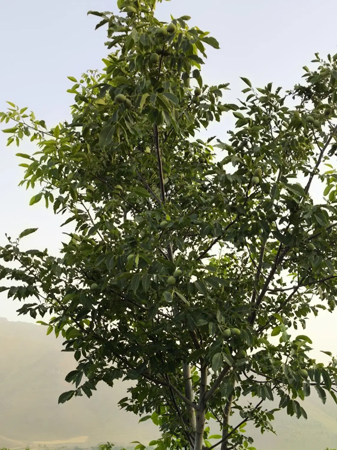 باغ فروشی
