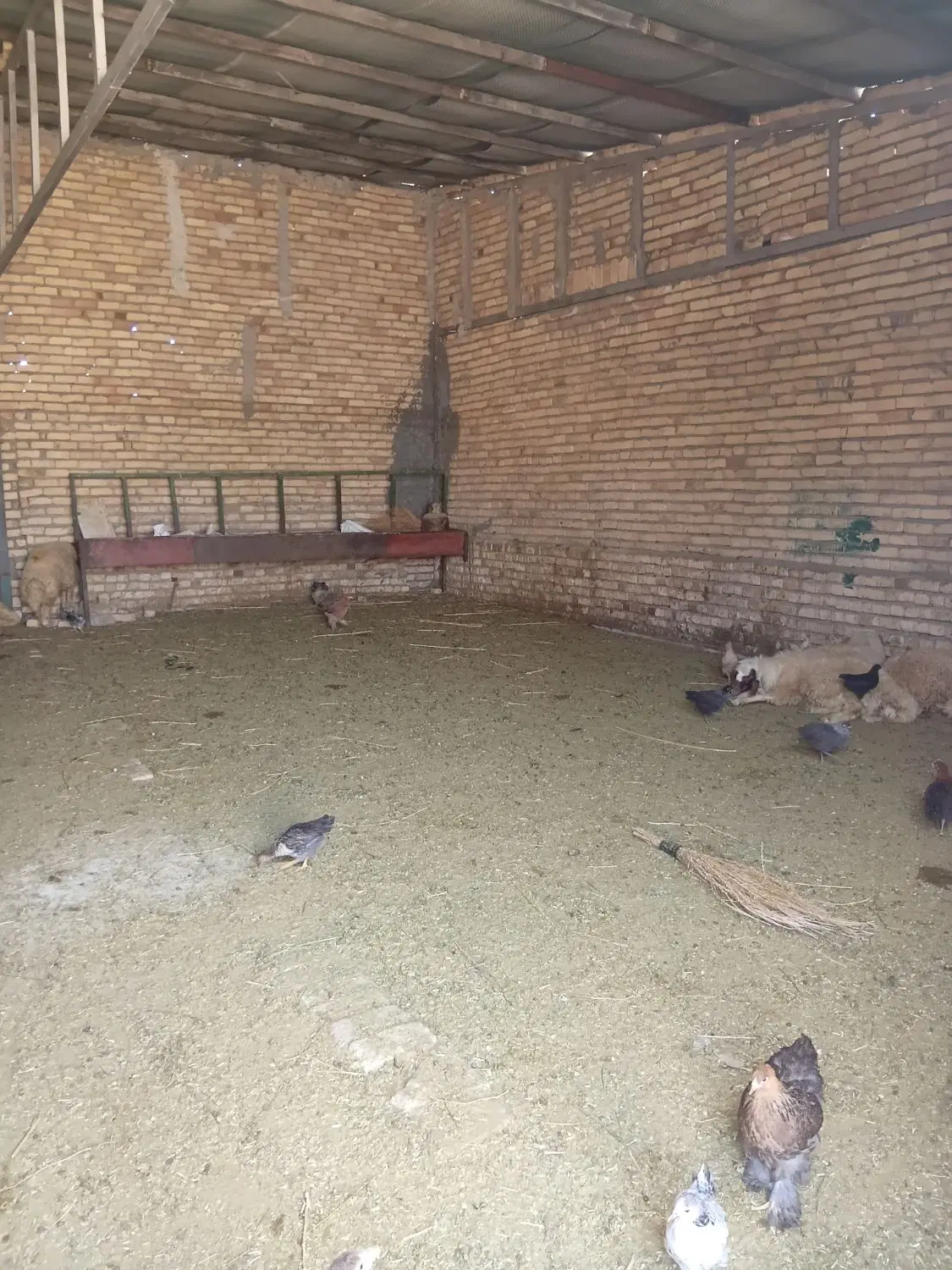 دامداری یا سوله