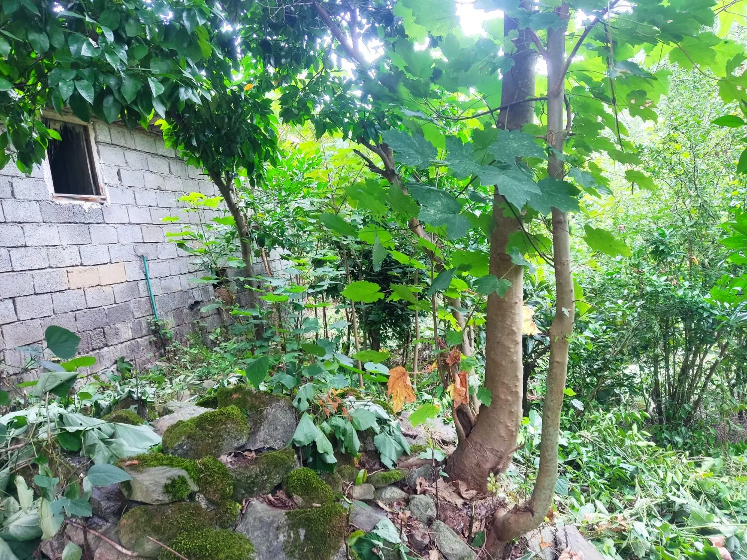 زمین به متراژ 307متر به فروش میرسد