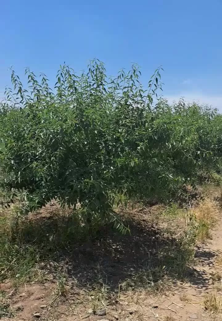 باغ.بادام میوه ۵ساله زیباشهر