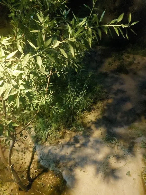 قطعه زمین