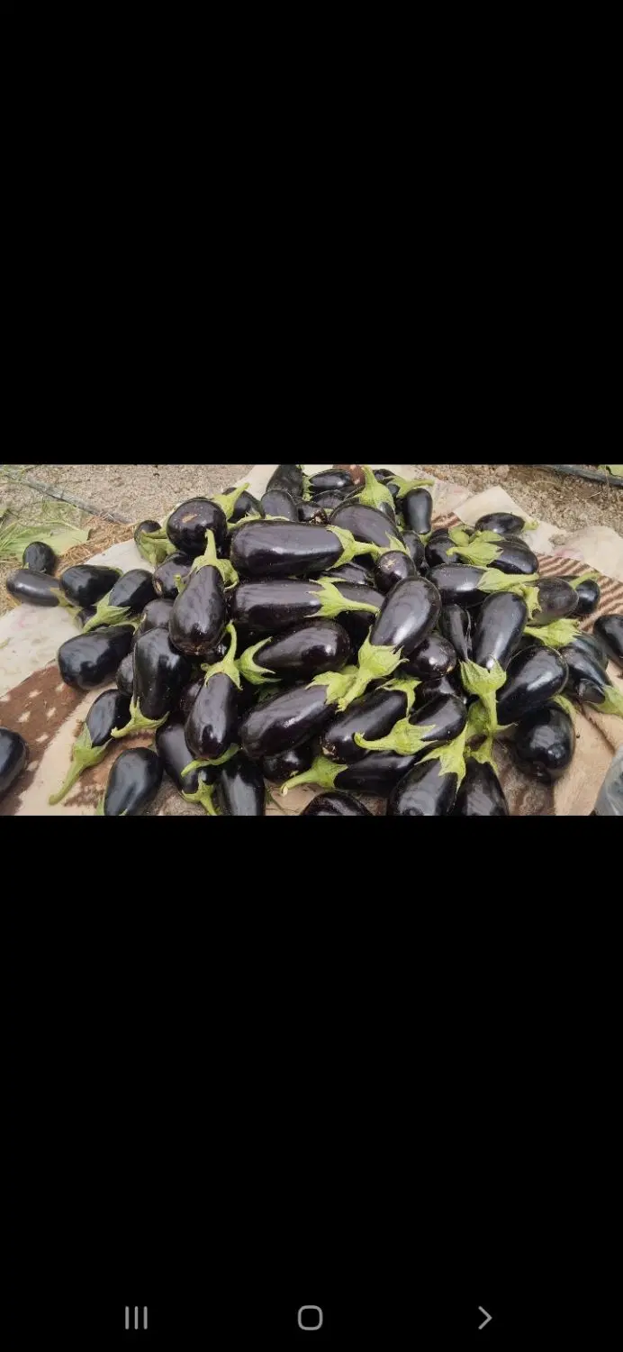 یک باب انبار ۱۰۰متری سقف دار دارای اب وبرق