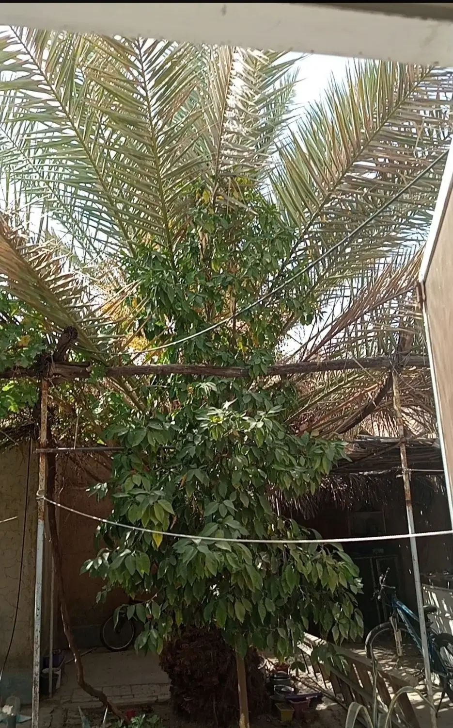 خانه اجاره ای گنبه ای