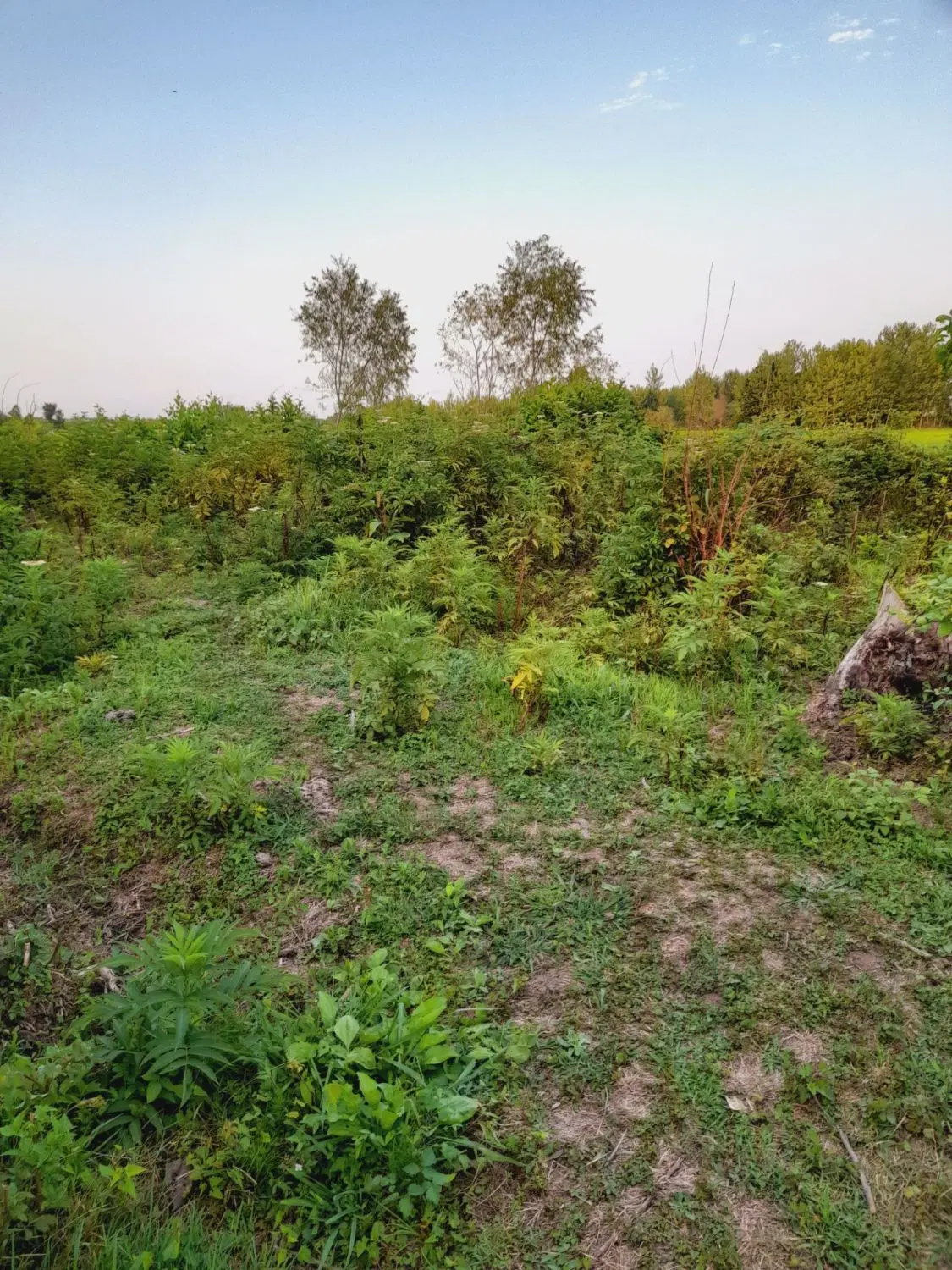 زمین مسکونی  باغی