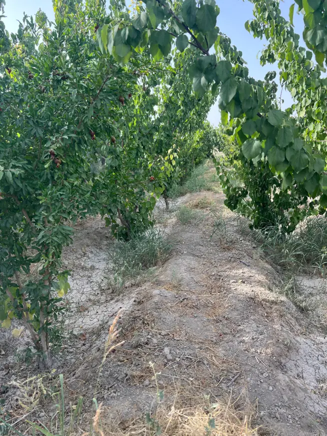 باغ حیدر اباد کبوتراباد برکان